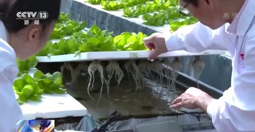 科技赋能“菜篮子” 看蔬菜大棚如何变身“绿色车间”，直达新鲜零售